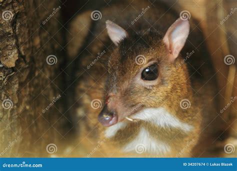 Philippine mouse-deer stock photo. Image of deer, balabac - 34207674