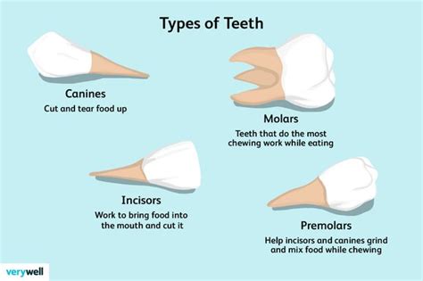 Human Anatomy (Teeth): Names, Numbers, and Types