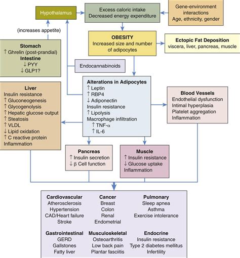 Pathophysiology and Common Complications of Obesity