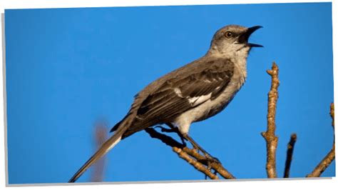 Mockingbird: The Amazing Symbolism & Meanings (Full Guide) - Subconscious Servant