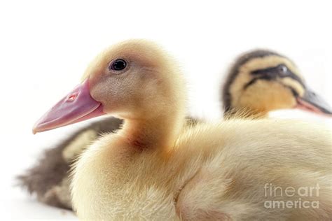 American Pekin Duckling Photograph by Ezume Images | Fine Art America