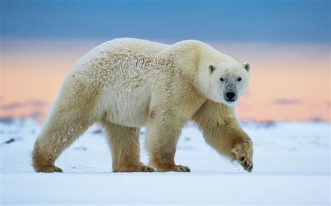 Wallpaper Polar bear walk, snow 1920x1200 HD Picture, Image