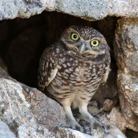 Burrowing Owl | River Otter Ecology Project