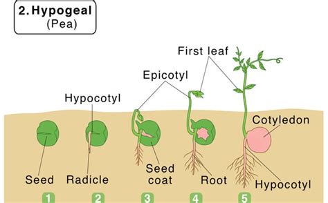 Seed Germination Diagram