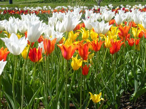 The Tulips at Windmill Island Gardens – The Flourishing Family