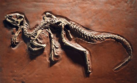 Introduction to Paleontology – VideoNeat