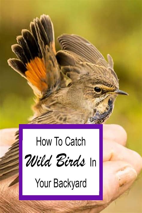 How to Catch a Wild Bird in My Backyard: Easy-Step Guide 2023 | Wild birds, Wild birds ...