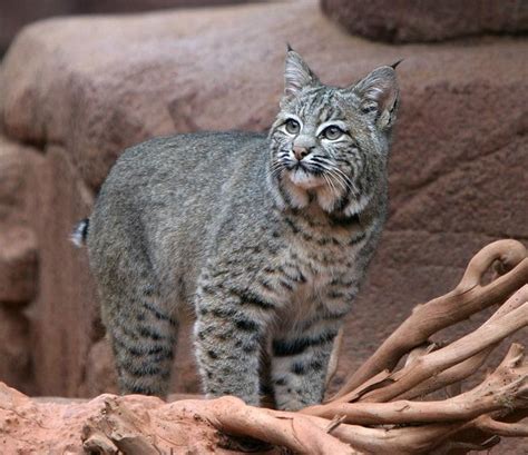 bobcat75 – International Society for Endangered Cats (ISEC) Canada