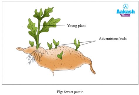 Vegetative Propagation: Definition, Advantages & Examples | AESL