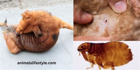 Signs Your Dog Has Fleas Dry Skin Pictures Flea Dirt