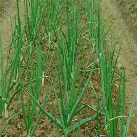 100pcs Giant Yellow Onion Seeds Allium Cepa Vegetable - US$1.72 sold out