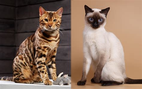 Bengal Siamese Mix: Info, Pictures, Care, Traits & More - Catster