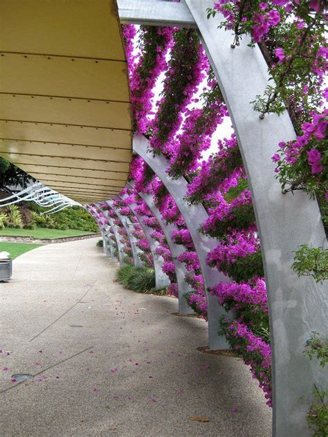 Bougainvillea, Bougainvillea trellis, Wall trellis