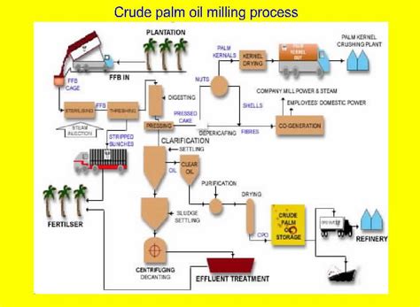 Crude Palm Oil Processing | Oil Extraction Plants