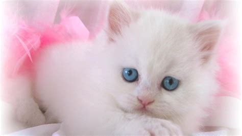 Cute White Cat Wallpaper - Cats Wallpaper Beautiful Hd (#20693) - HD Wallpaper & Backgrounds ...