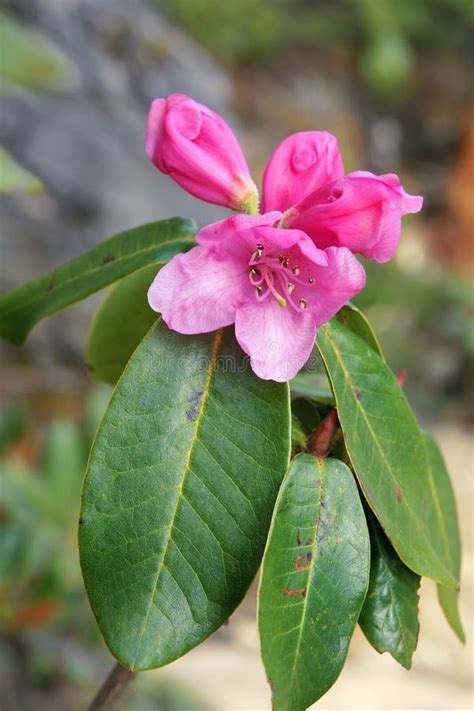 Azalea flower stock photo. Image of bloom, lapponicum - 32968646