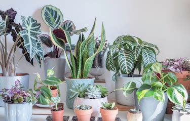 9 Best Indoor Plants For Oxygen - Indoor Plants