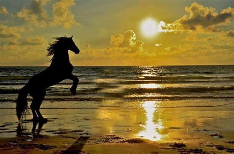 Beautiful Rearing Horse at Sunset