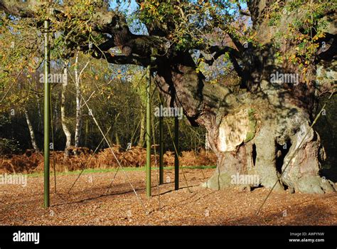 The Major Oak tree Sherwood Forest Stock Photo - Alamy