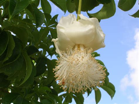 Baobab Tree (Adansonia digitata) - Richard Lyons Nursery, Inc.