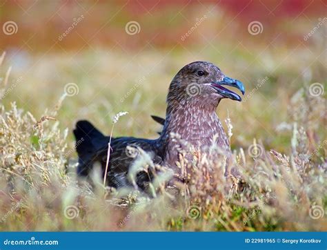 Great skua stock image. Image of brown, plant, summer - 22981965