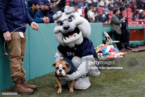 Yale Mascot Photos and Premium High Res Pictures - Getty Images