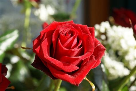 A Single Red Rose Pictures, Photos, and Images for Facebook, Tumblr, Pinterest, and Twitter