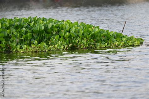 Pontederia crassipes, formerly Eichornia crassipes, commonly known as common water hyacinth is ...