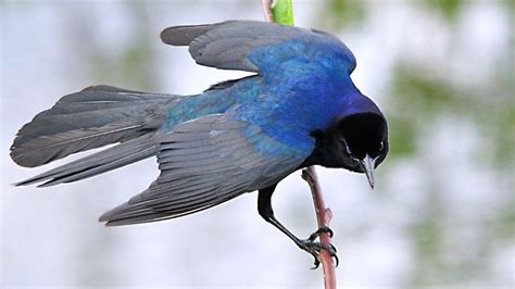 Gill's Photos: Boat-tailed Grackle