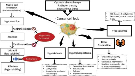 Tumor Lysis Syndrome