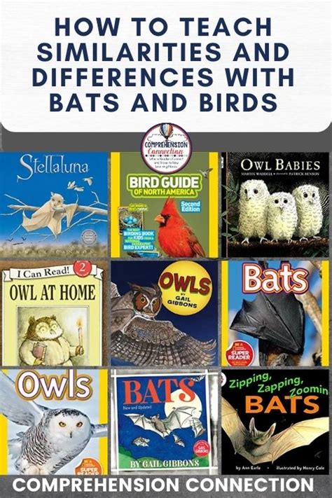 How to Teach Similarities and Differences with Bats and Birds - Comprehension Connection