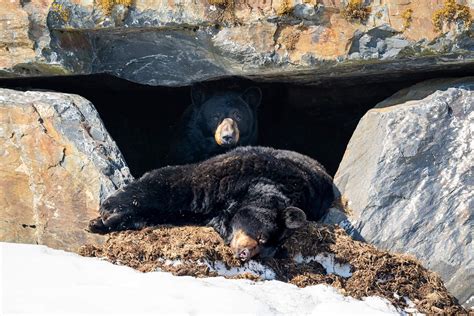 A Journey Through the Alaska Wildlife Conservation Center | ALASKA.ORG