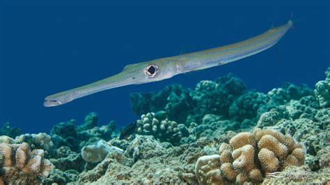 Smooth Cornetfish Culture - Frank Baensch