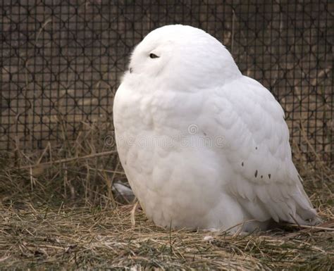 Male Snow Owl in Captivity stock photo. Image of scandiacus - 36457168