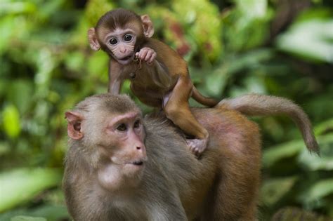 Monkey 'Attack' Video in Florida State Park Shows Wild Apes Chasing ...