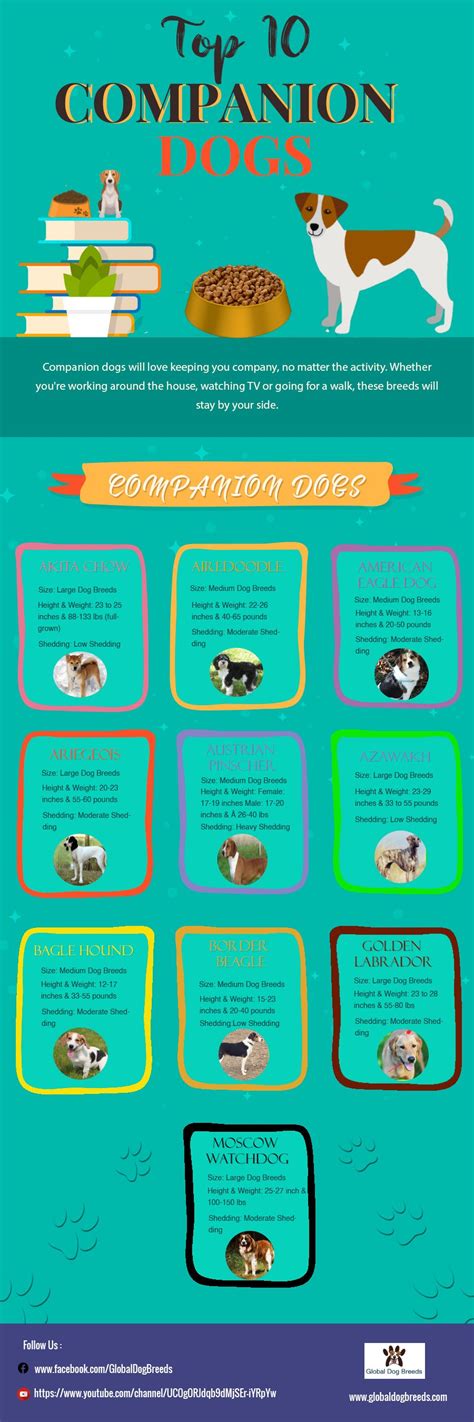 Top 10 Companion Dogs