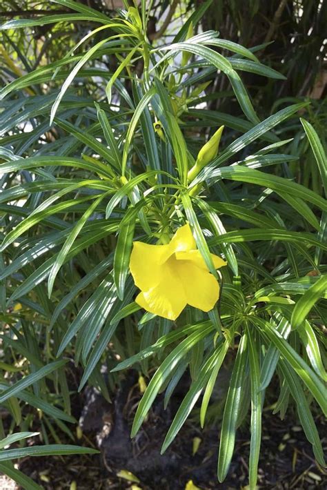 Buy Yellow Oleander Seeds at Plantshop.me