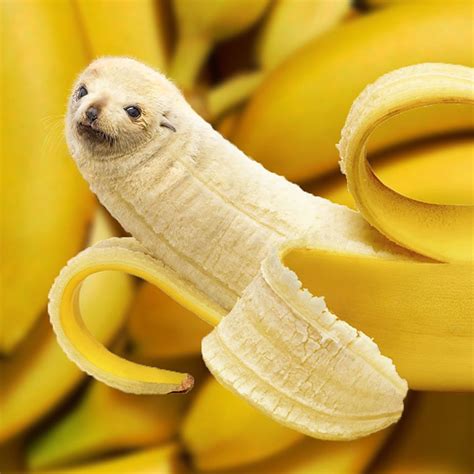 This Instagram Account Cleverly Photoshops Animals Into Everyday Things