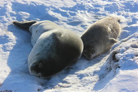 EXPERT REACTION: Fewer Weddell seals than expected - Scimex