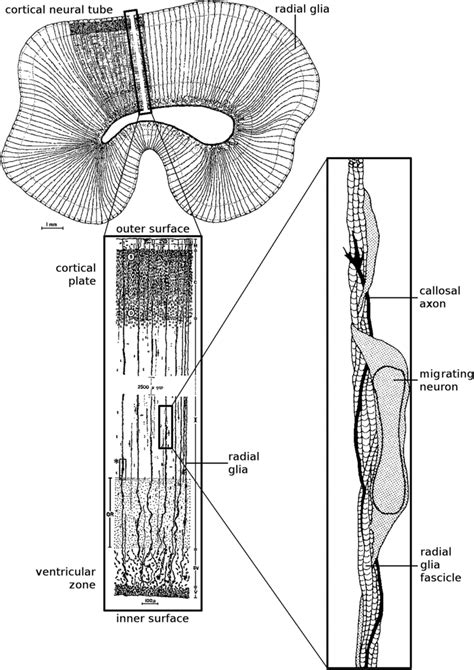 Schematic representation of radial glia at the time of neuronal... | Download Scientific Diagram