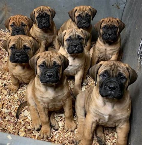 15 Photos Of Bullmastiff Puppies That Make Everyone Fall In Love | Bull ...