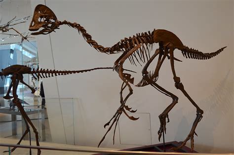 Oviraptor Fossil | Flickr - Photo Sharing!