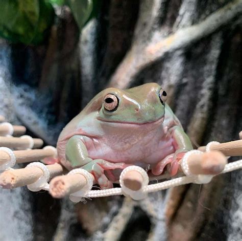 Dumpy Tree Frogs Adorable DumpyThicc Instagram Account