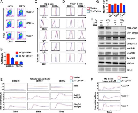 An extracatalytic function of CD45 in B cells is mediated by CD22 | PNAS