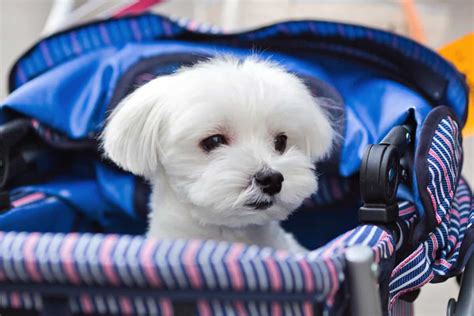 Teacup Maltese: A Complete Guide to This Miniature Pooch