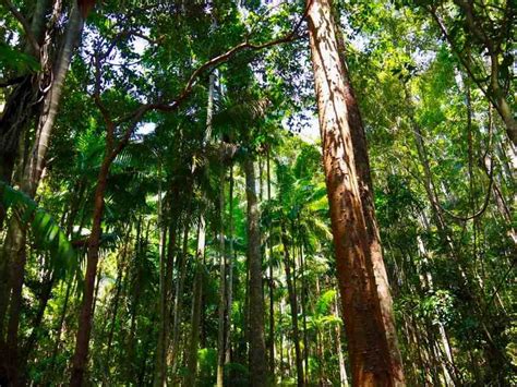 Fraser Island Rainforest, Trees, Sand Dunes and Beaches