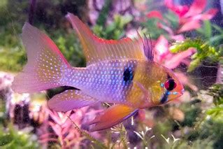 Microgeophagus ramirezi velo macho. Long fin blue ram. | Flickr