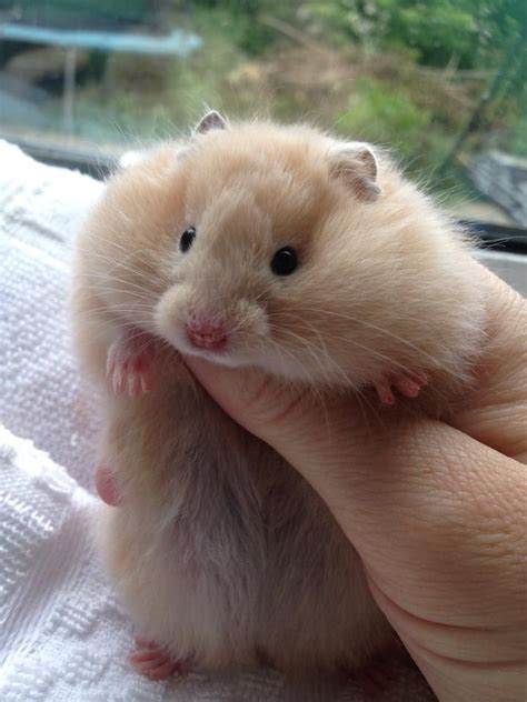 Buy home bred pedigree syrian hamsters here cream uk stock | Cute baby ...