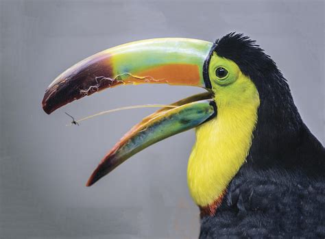 African Keel-billed Toucan Caught A Spider With His Tongue Photograph ...