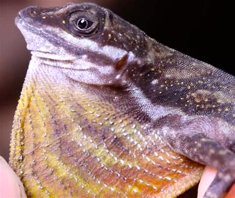 Request for Anolis aquaticus Photos and Sightings - Anole Annals